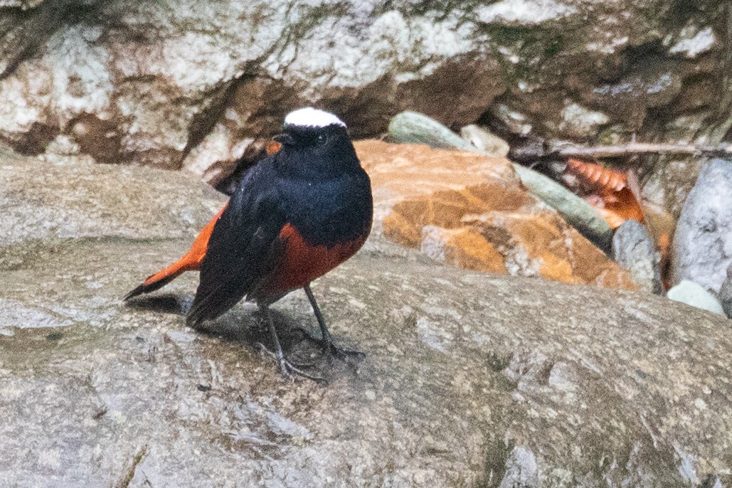 White-capped Redstart - Sue Wright