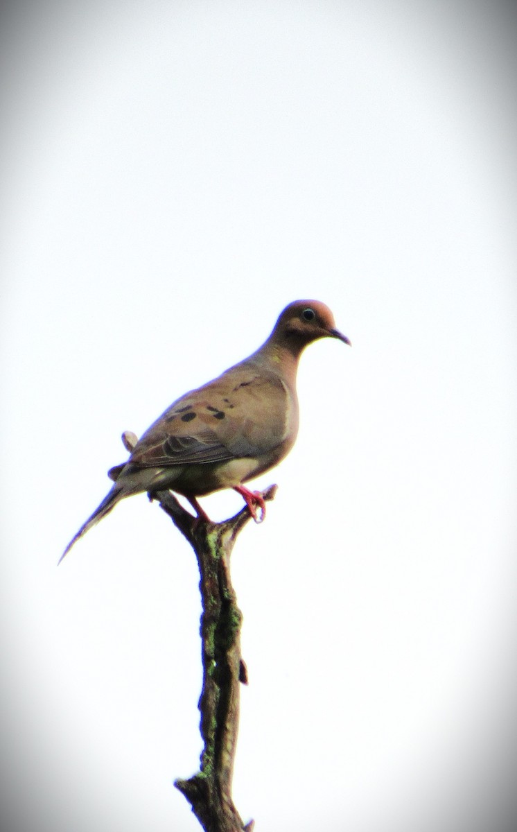 Mourning Dove - ML622104293