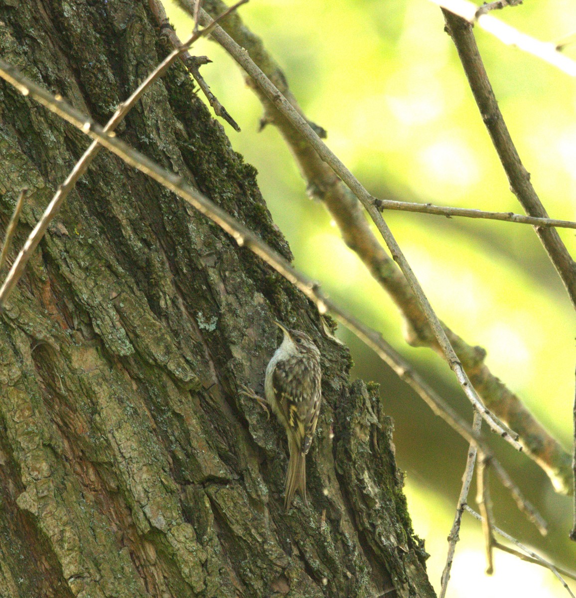 Short-toed Treecreeper - ML622104297