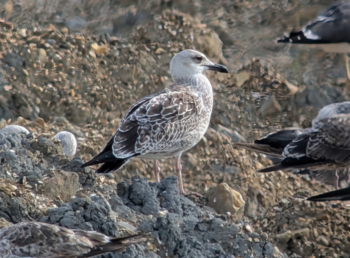 Caspian Gull - ML622104300