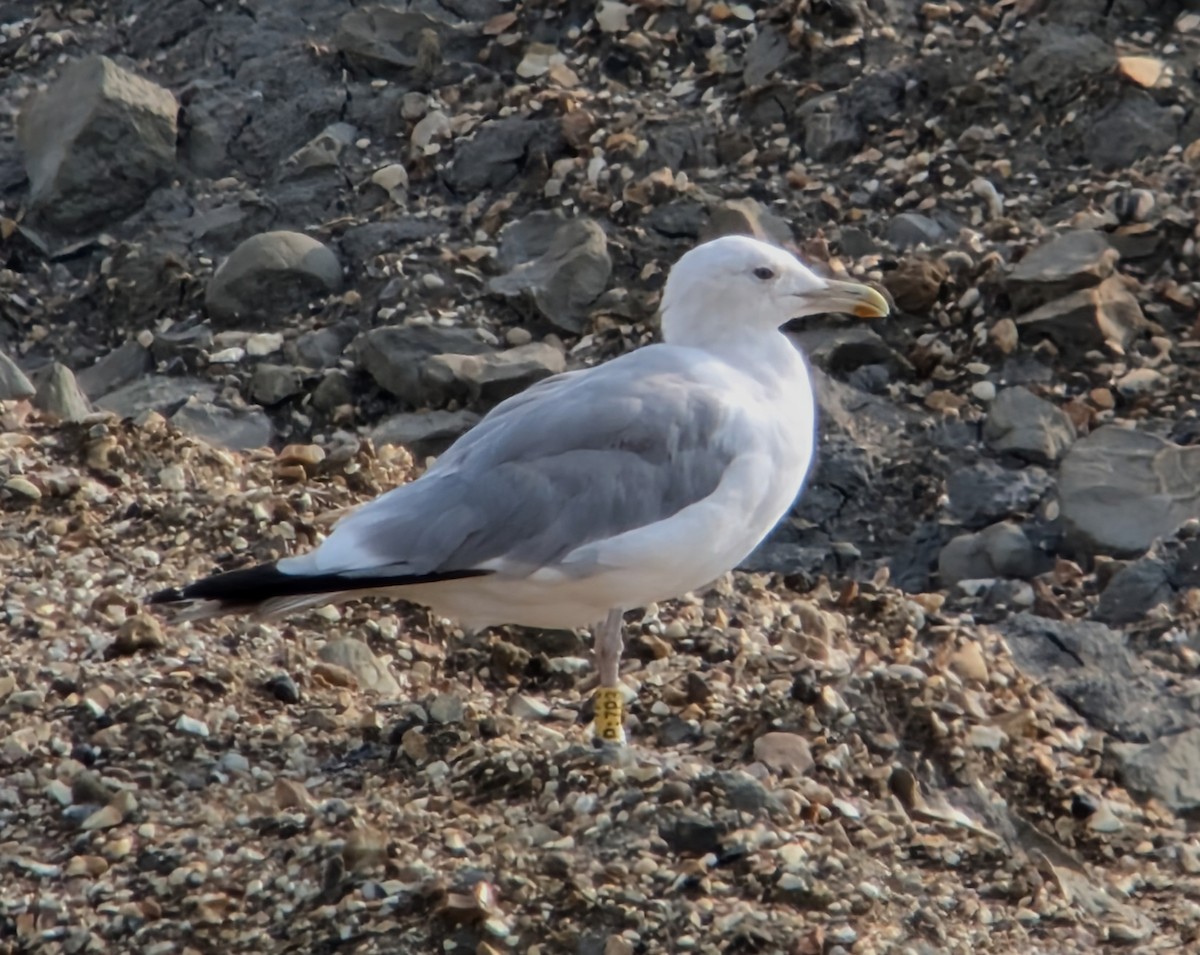 Caspian Gull - ML622104301