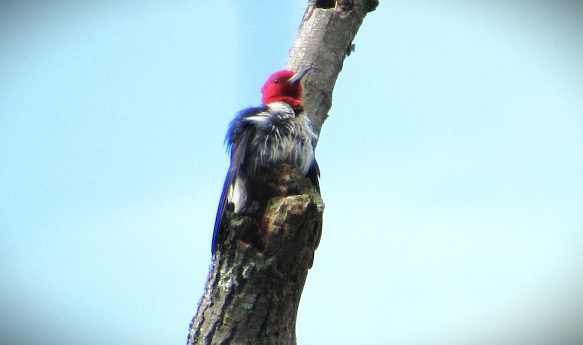 Pic à tête rouge - ML622104302