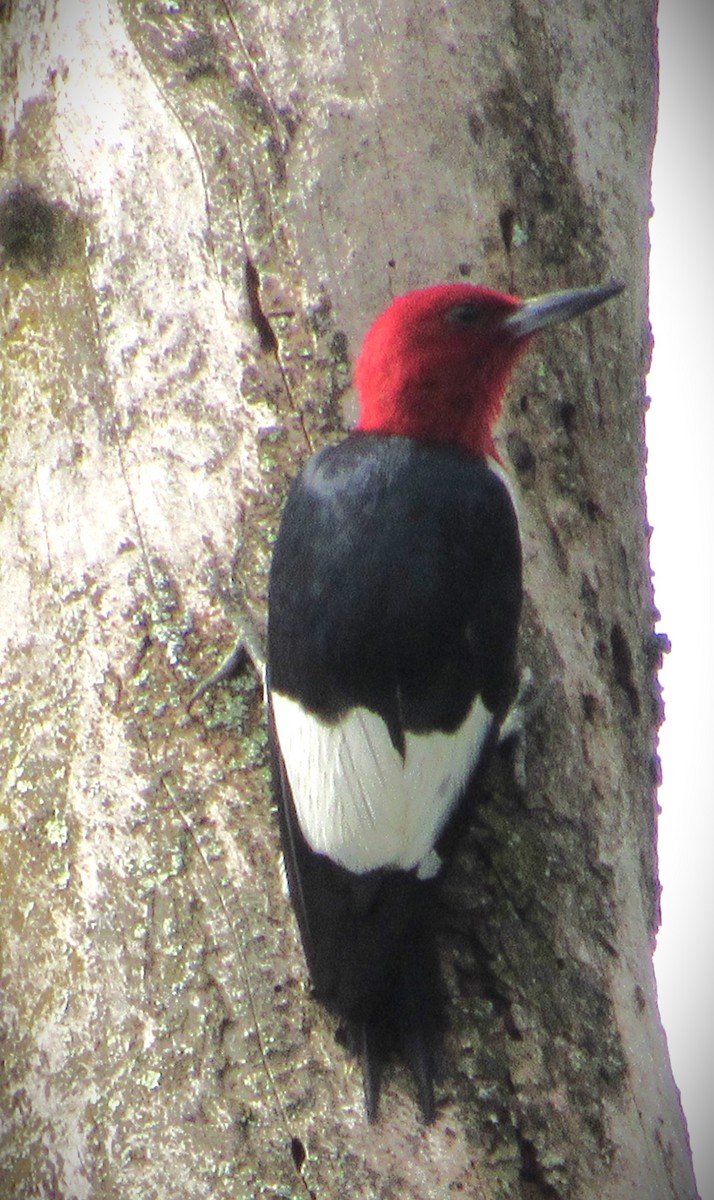 Red-headed Woodpecker - ML622104305