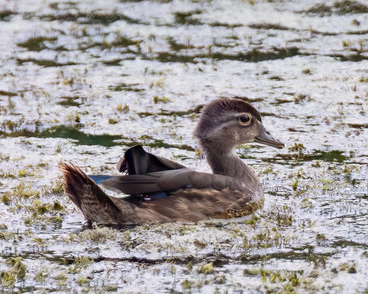 Wood Duck - Kelly White