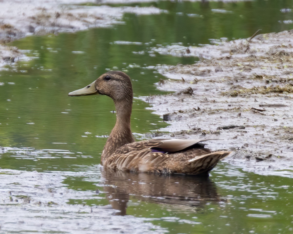 Mallard - Kelly White