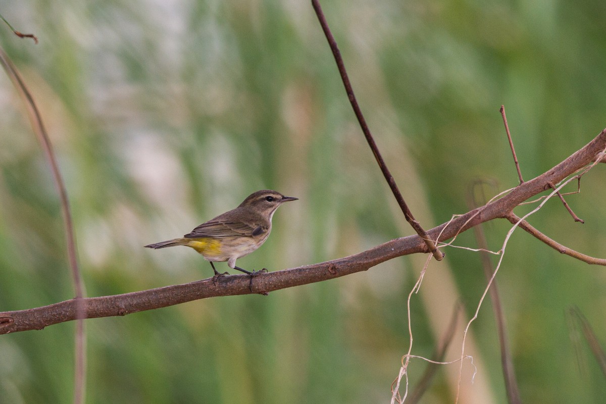 Palm Warbler - ML622104308