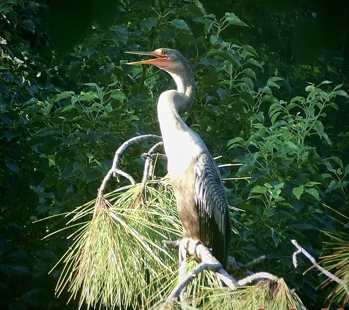 Anhinga - ML622104310