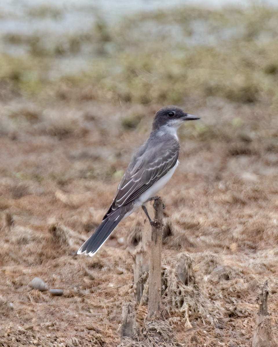 Eastern Kingbird - ML622104313