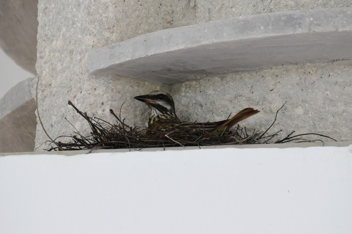 Sulphur-bellied Flycatcher - ML622104317