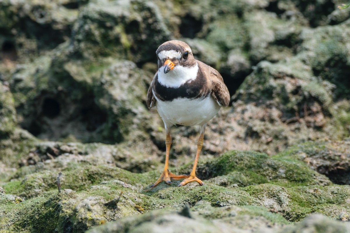 Semipalmated Plover - ML622104318