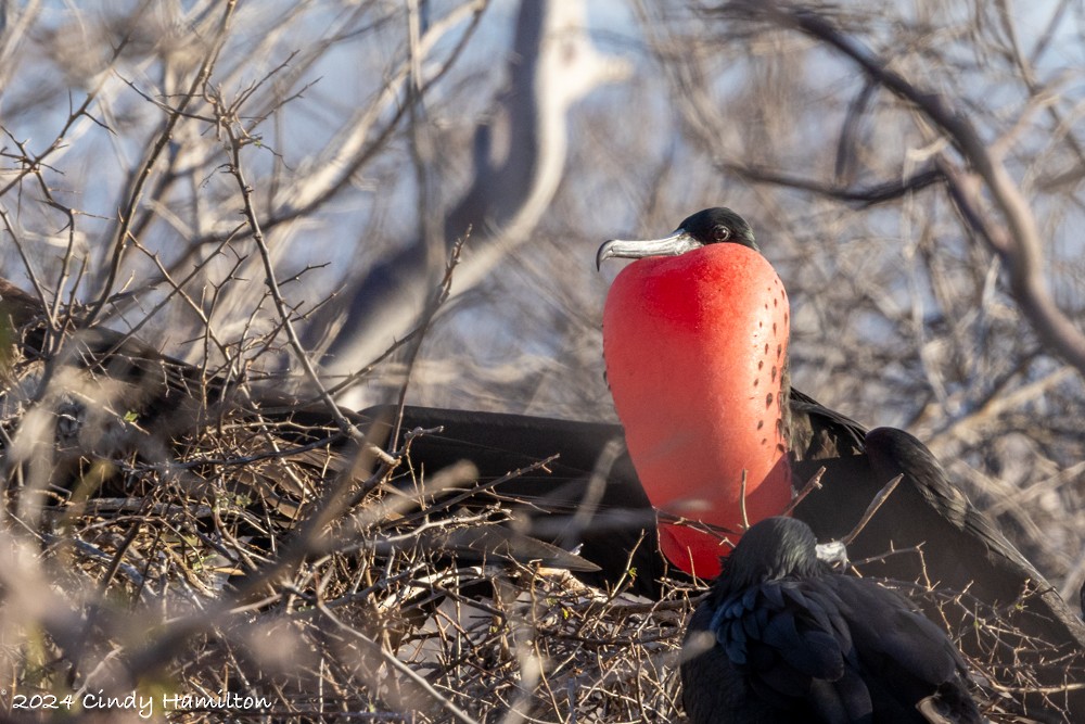 Magnificent Frigatebird - Cindy Hamilton