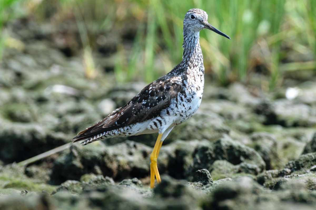 Greater Yellowlegs - ML622104330