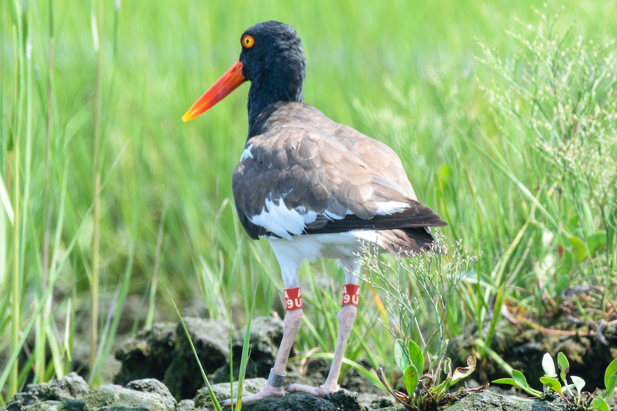 American Oystercatcher - ML622104331