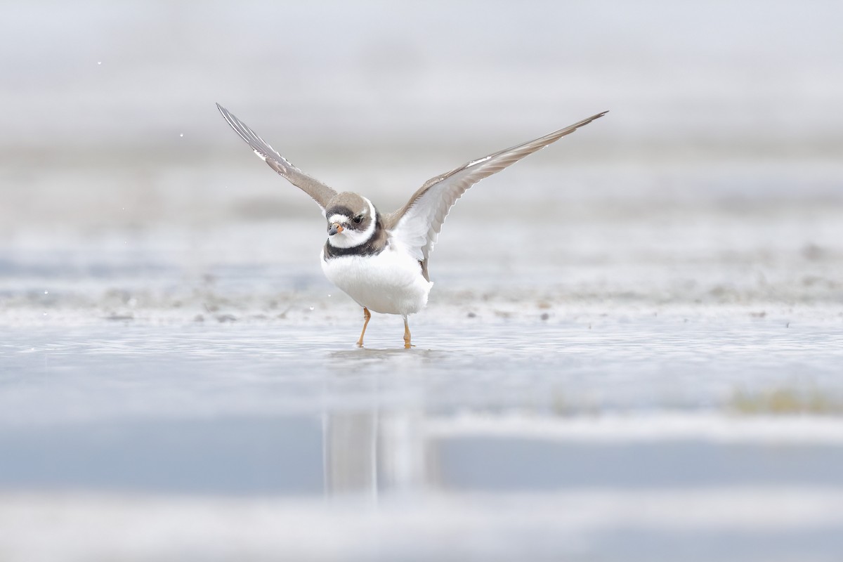 Semipalmated Plover - ML622104333