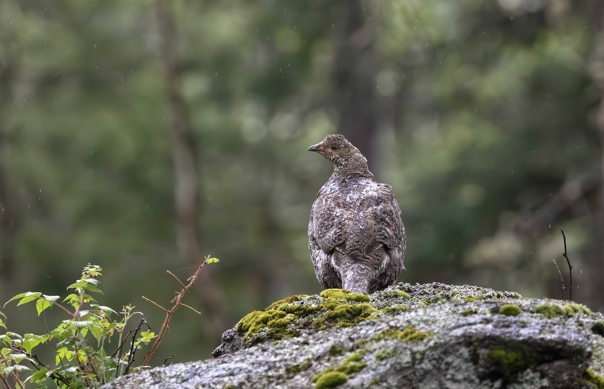 Dusky Grouse - ML622104337