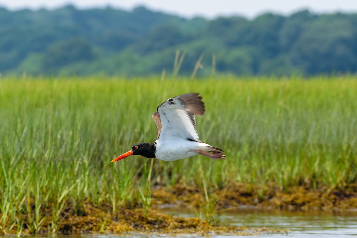 American Oystercatcher - Andrew W.