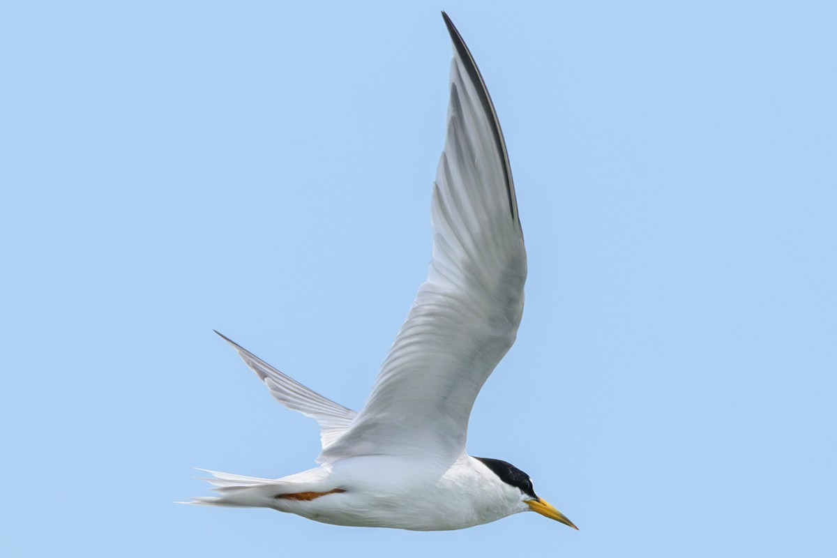 Least Tern - ML622104351