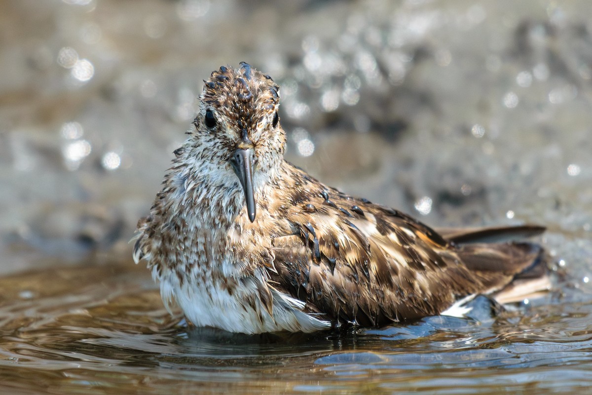 Sanderling - Andrew W.