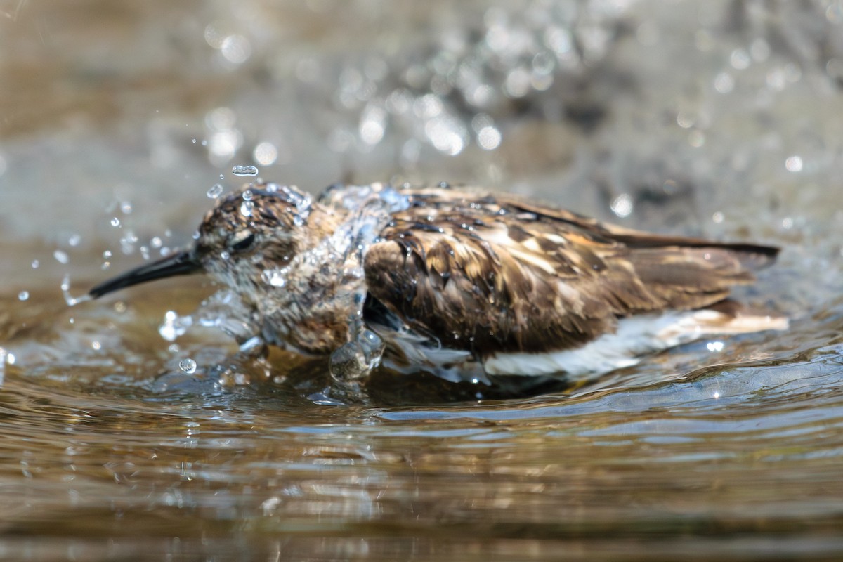 Bécasseau sanderling - ML622104363