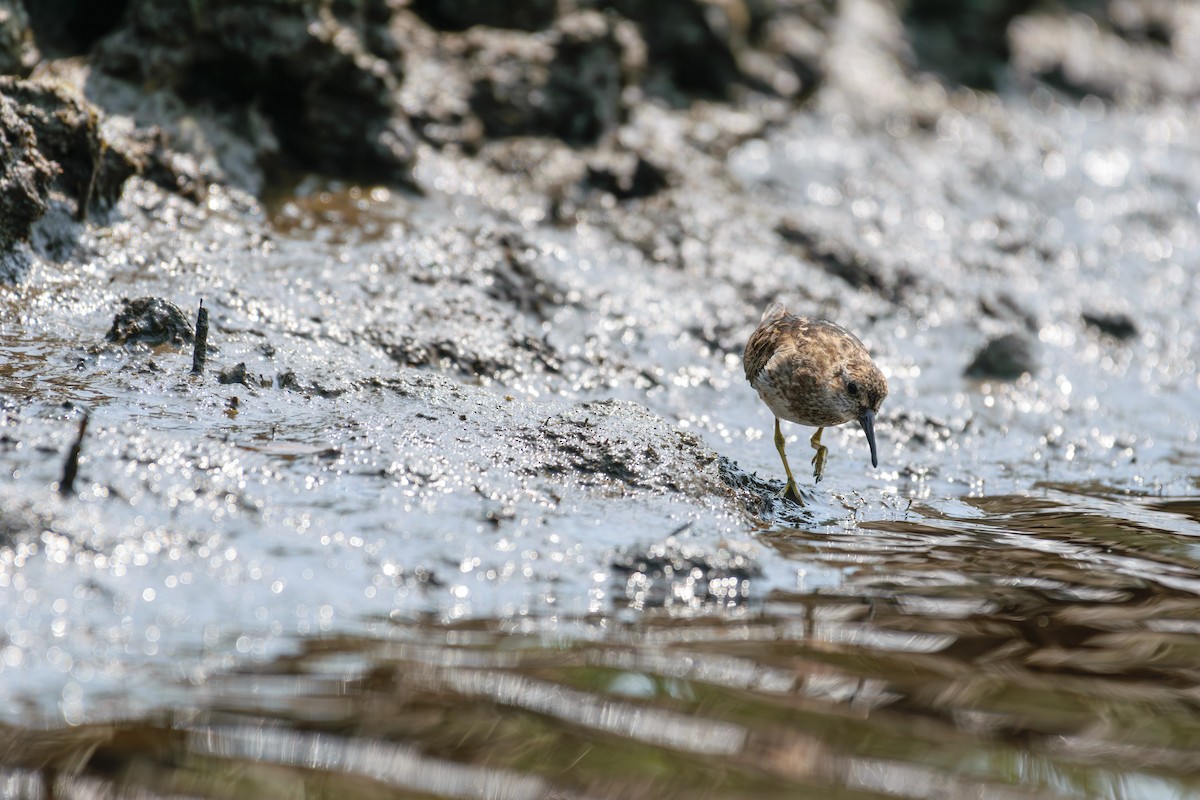 Sanderling - Andrew W.