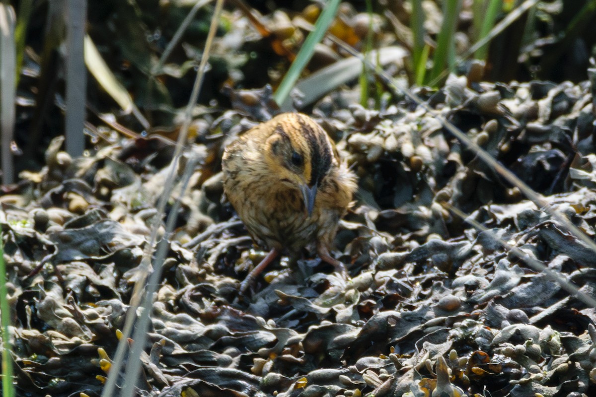 Saltmarsh Sparrow - ML622104397