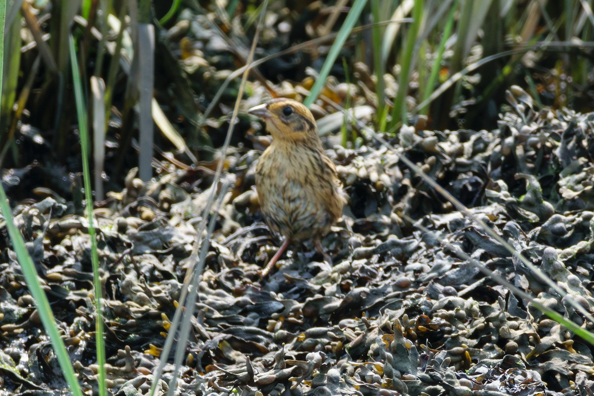 Saltmarsh Sparrow - ML622104398