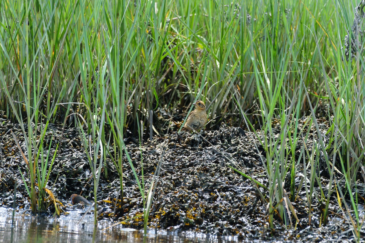 Saltmarsh Sparrow - ML622104402