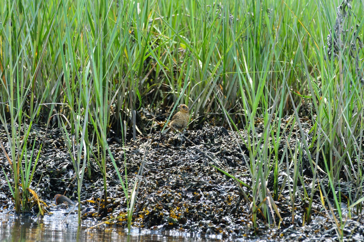 Saltmarsh Sparrow - ML622104403