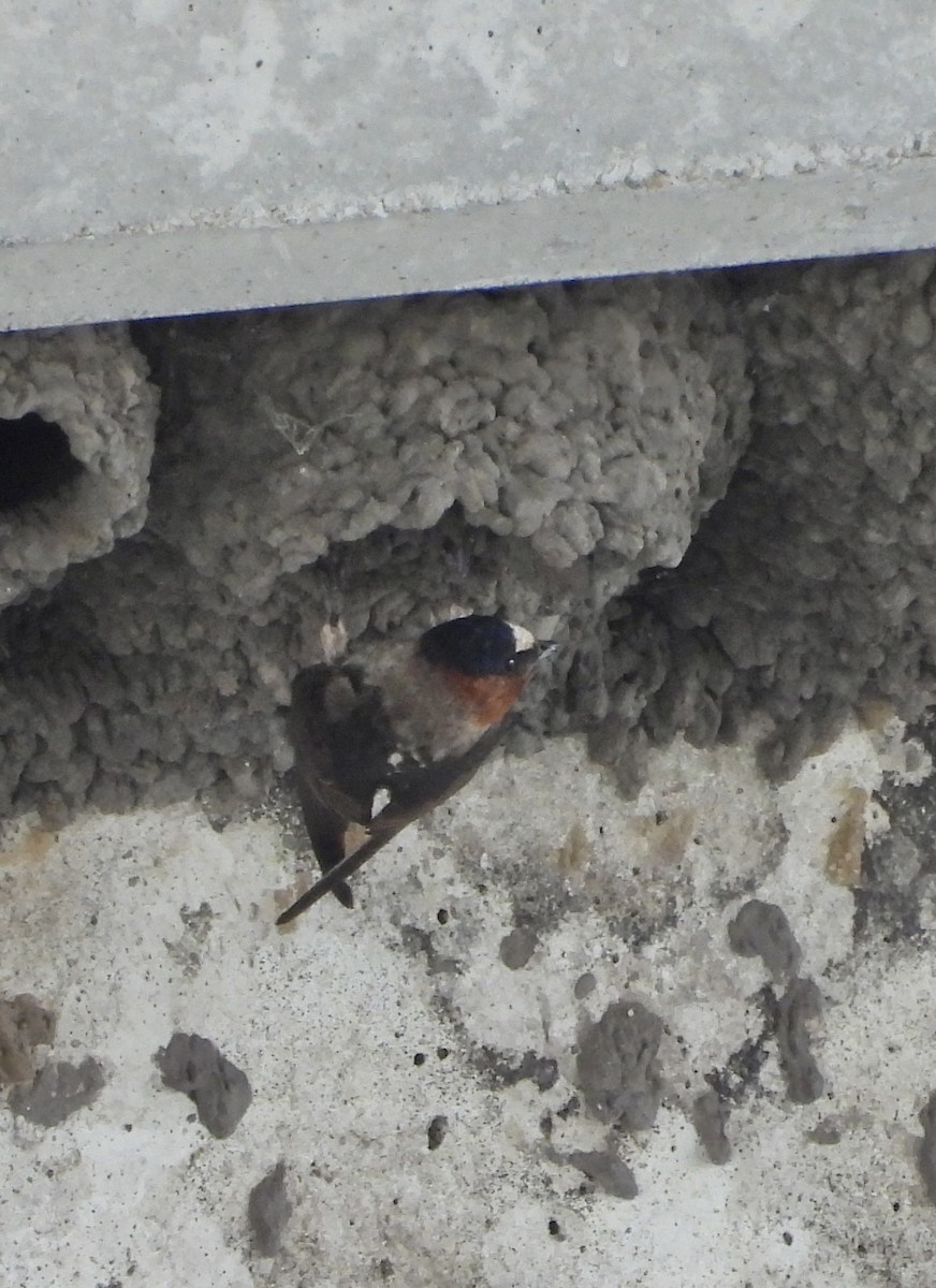 Cliff Swallow - ML622104419