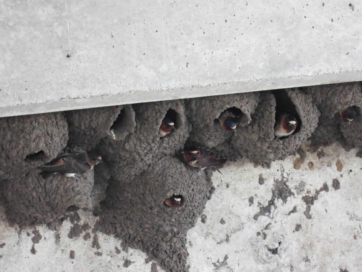 Cliff Swallow - ML622104420