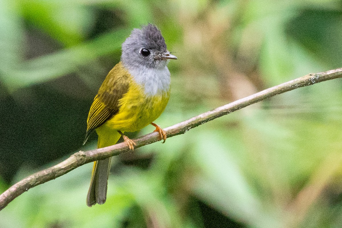 Gray-headed Canary-Flycatcher - Sue Wright