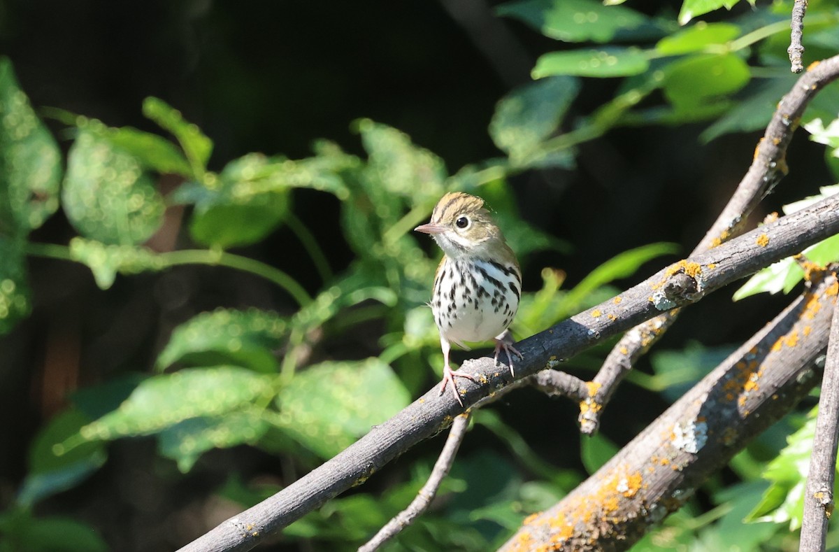 Ovenbird - Michael Willison