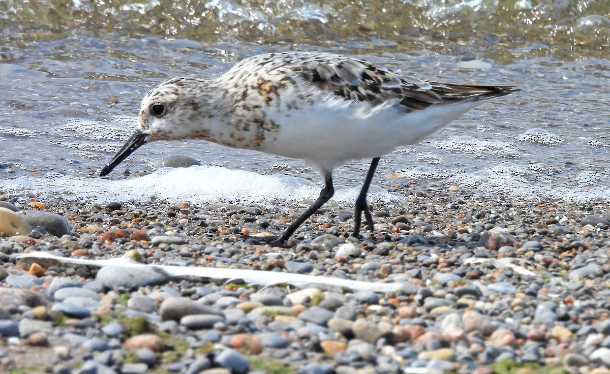 Sanderling - Jean Iron