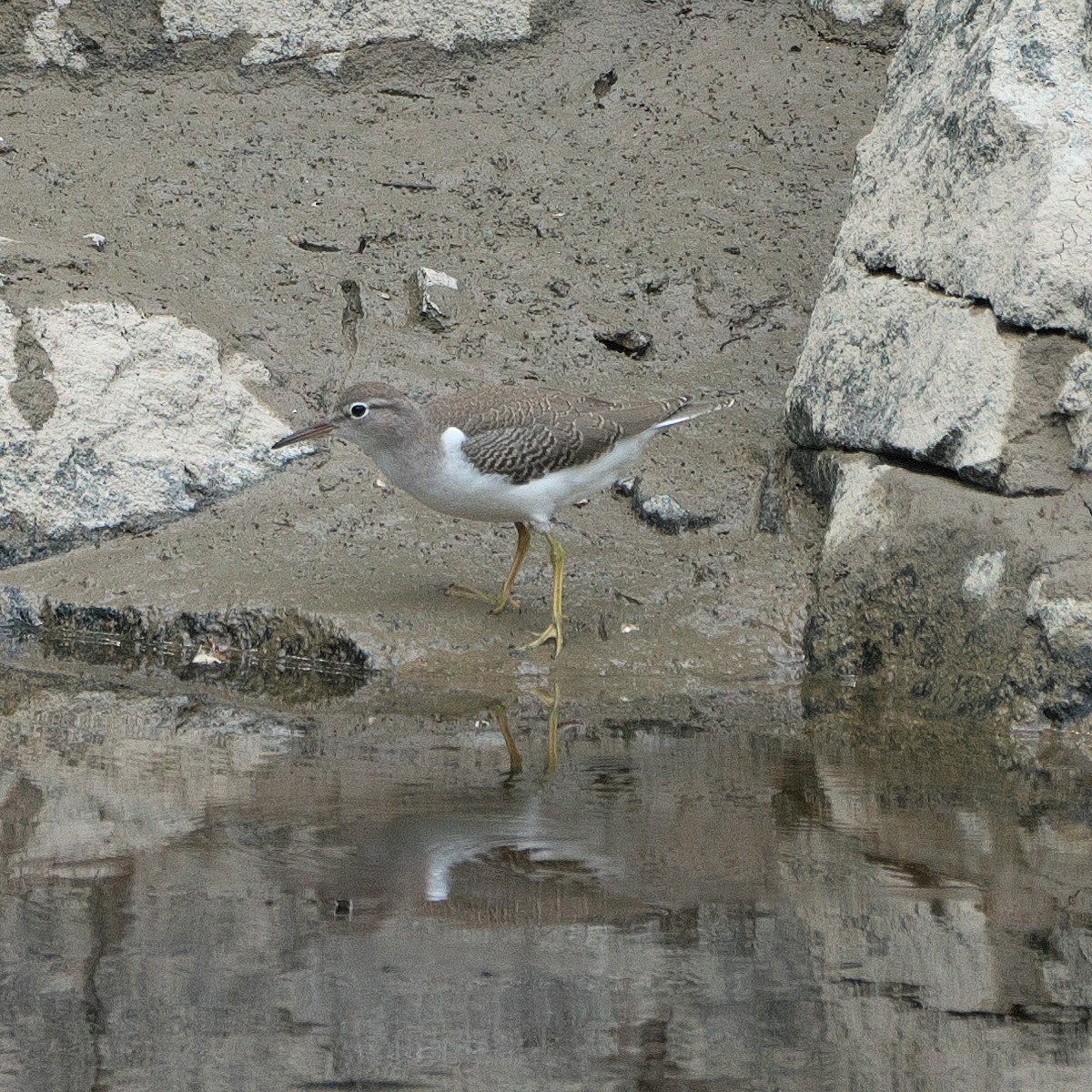 Spotted Sandpiper - ML622104426