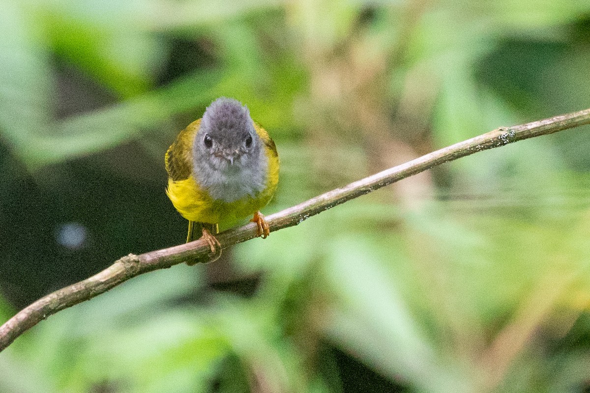 Gray-headed Canary-Flycatcher - Sue Wright