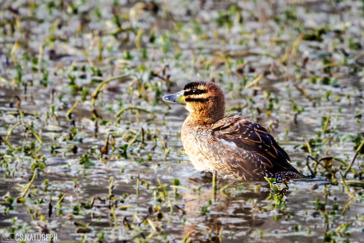 Masked Duck - ML622104428