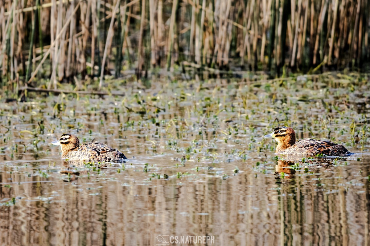 Masked Duck - ML622104429