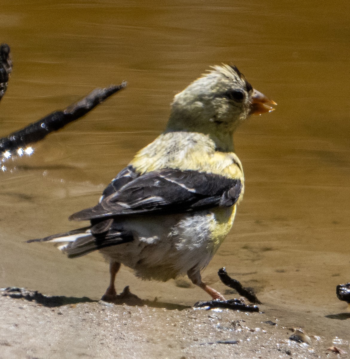 American Goldfinch - ML622104430