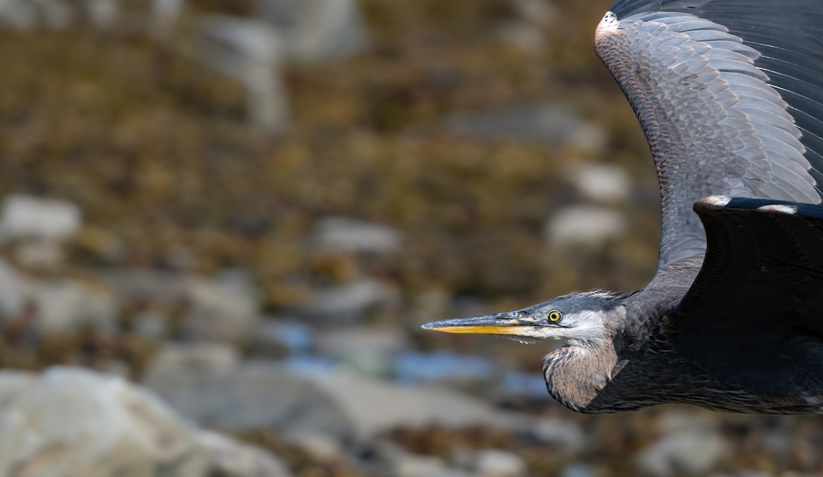 Great Blue Heron - ML622104432