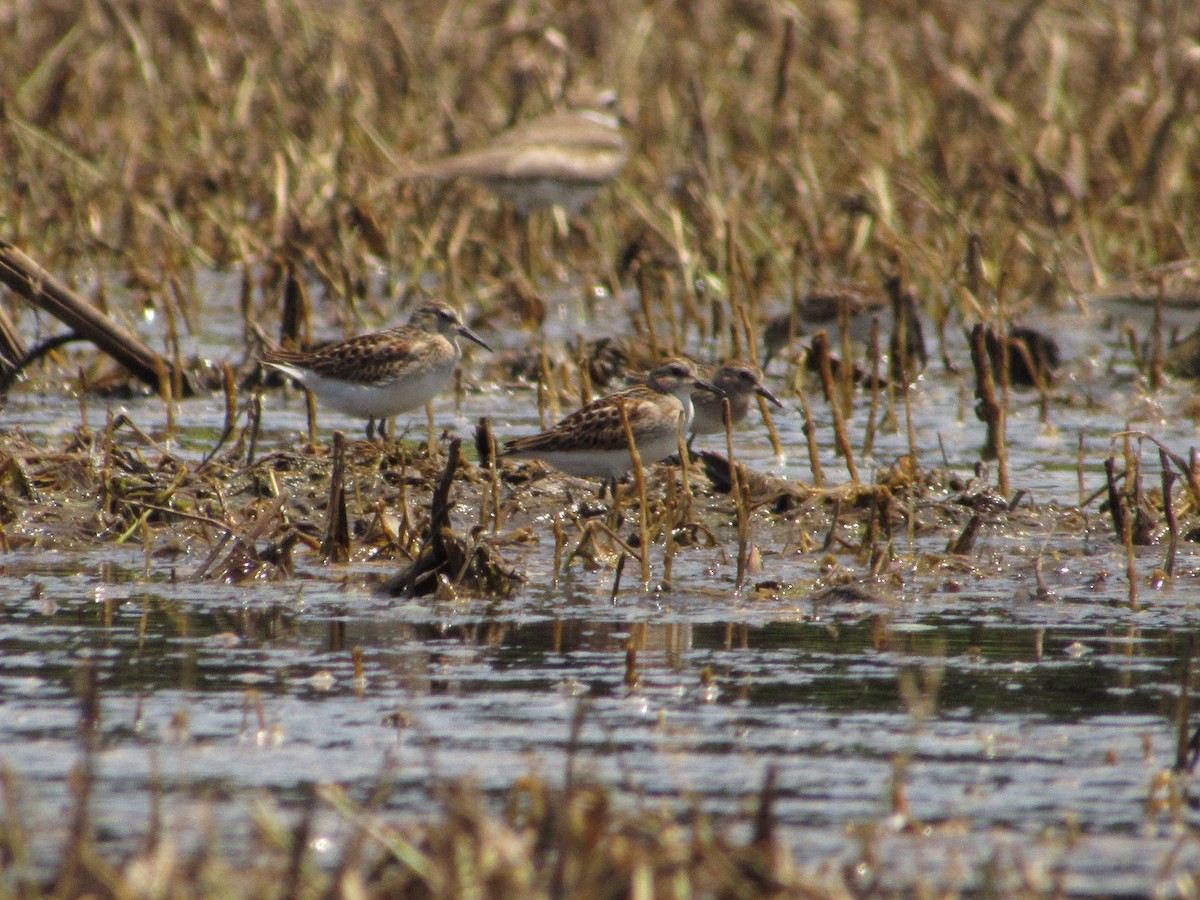 Least Sandpiper - ML622104433