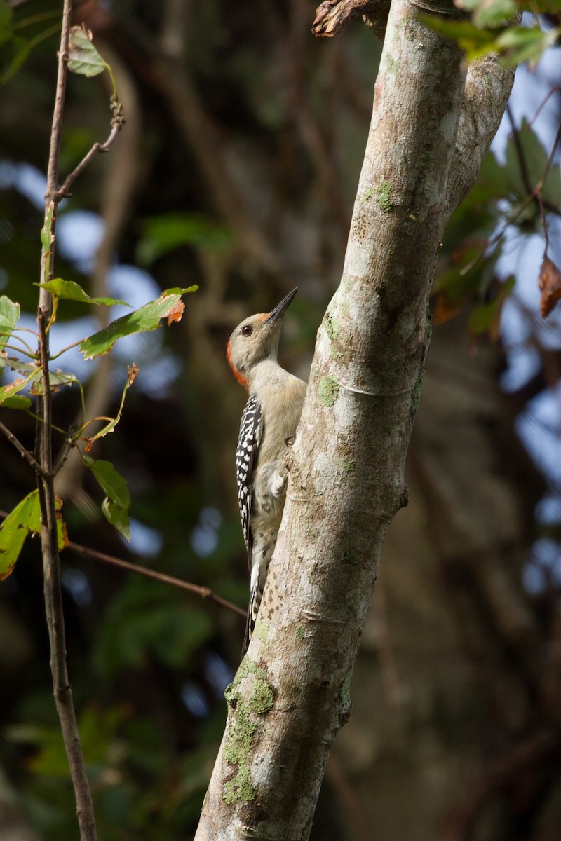 Red-bellied Woodpecker - ML622104436