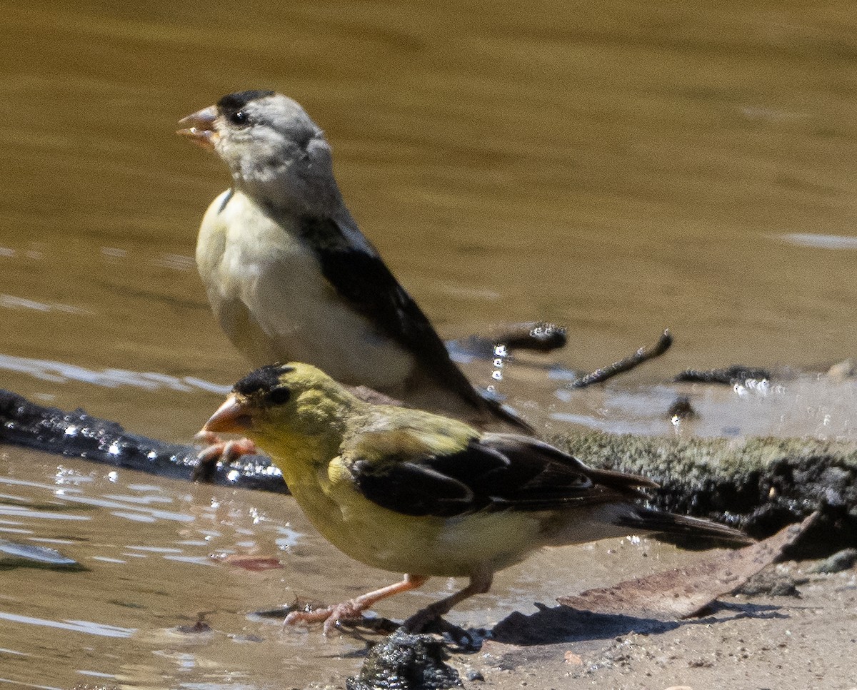 American Goldfinch - ML622104438