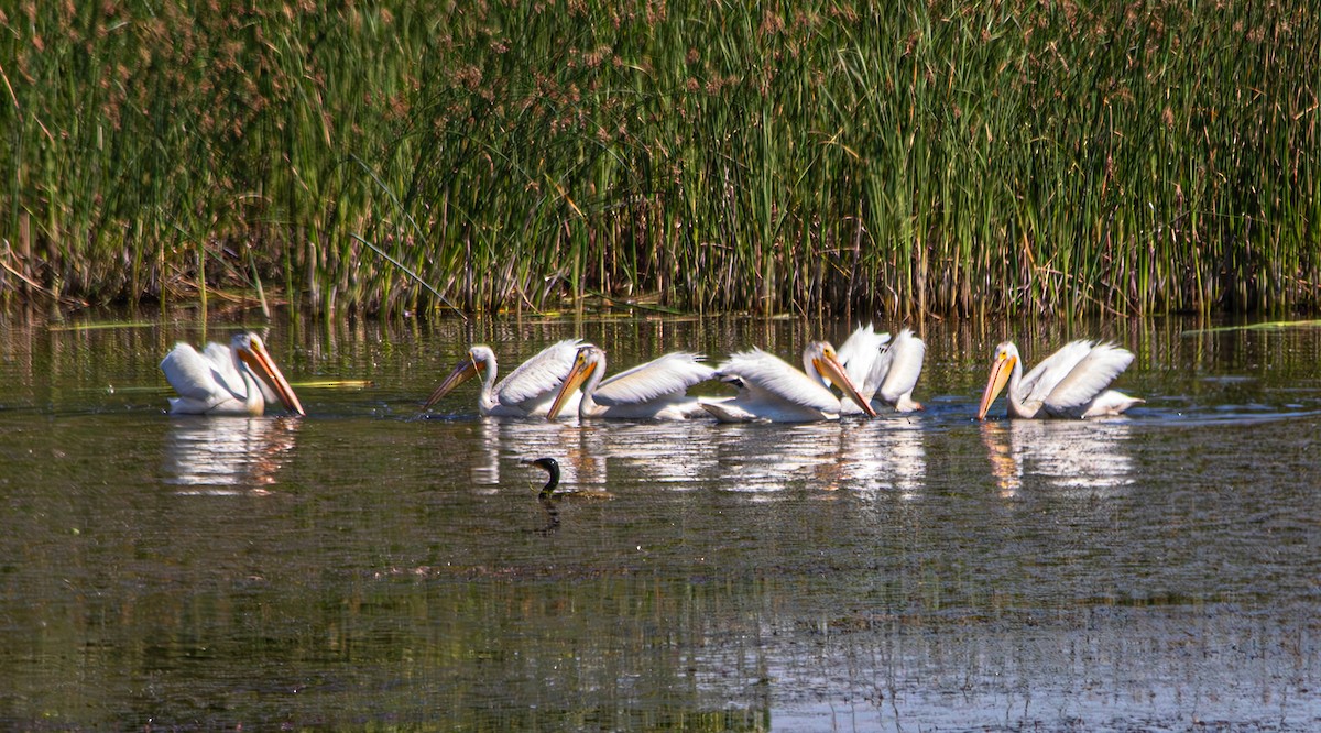 American White Pelican - ML622104445