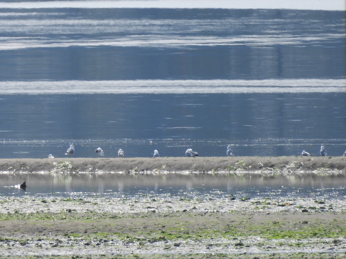 Short-billed Gull - ML622104446