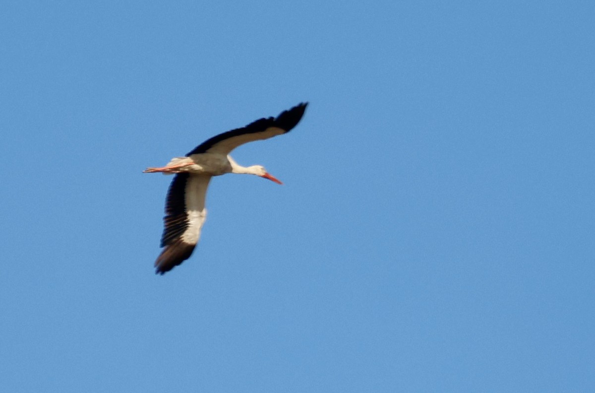 White Stork - ML622104448