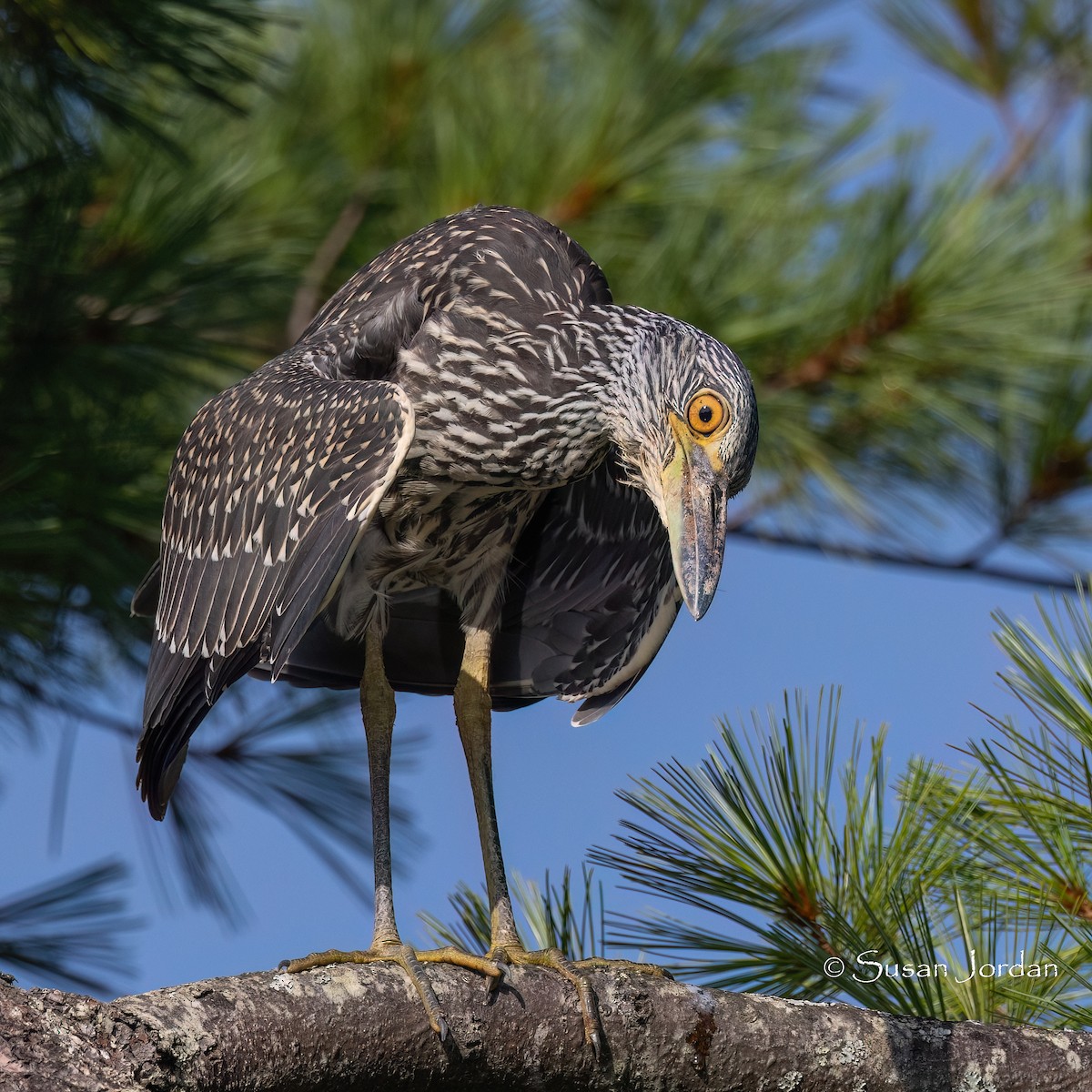 Yellow-crowned Night Heron (Yellow-crowned) - ML622104455