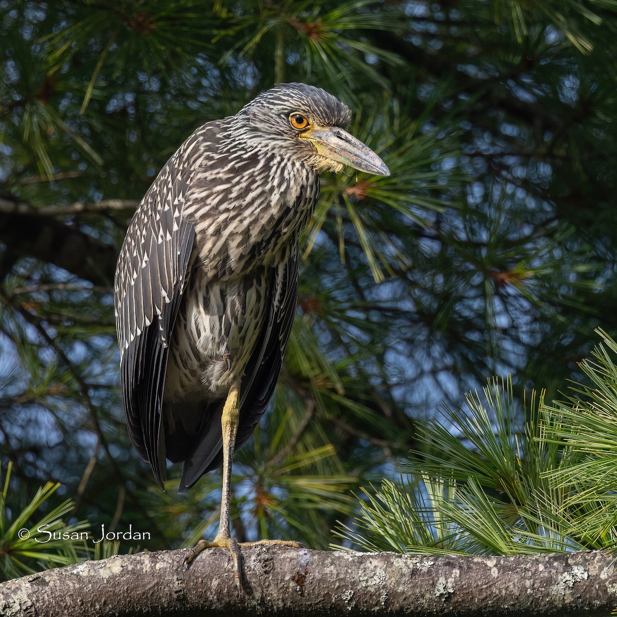 Yellow-crowned Night Heron (Yellow-crowned) - ML622104457