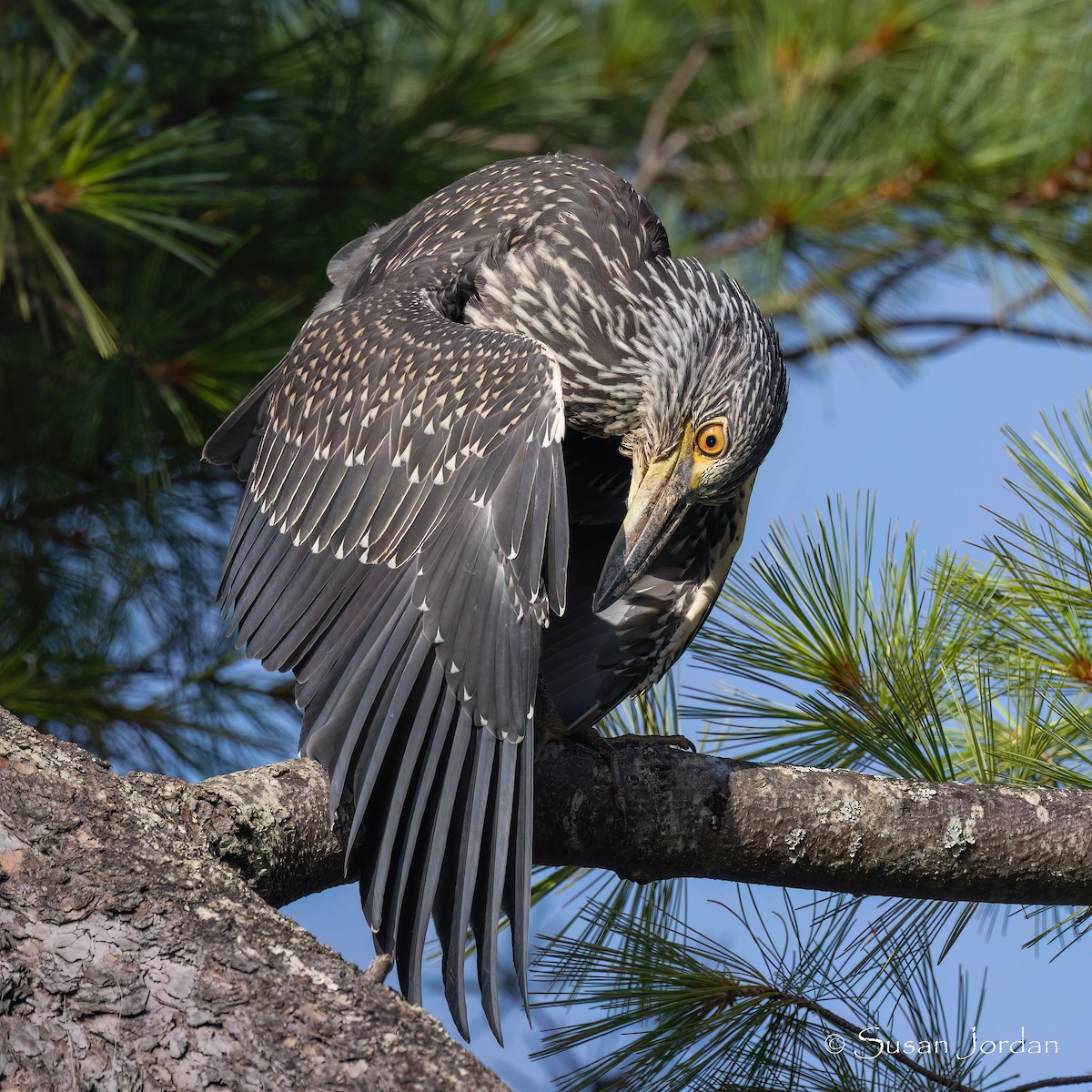 Yellow-crowned Night Heron (Yellow-crowned) - ML622104459