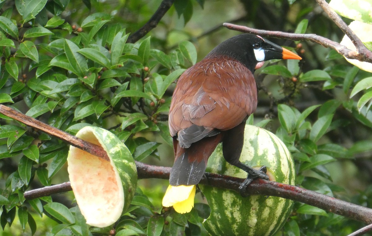 Montezuma Oropendola - ML622104469