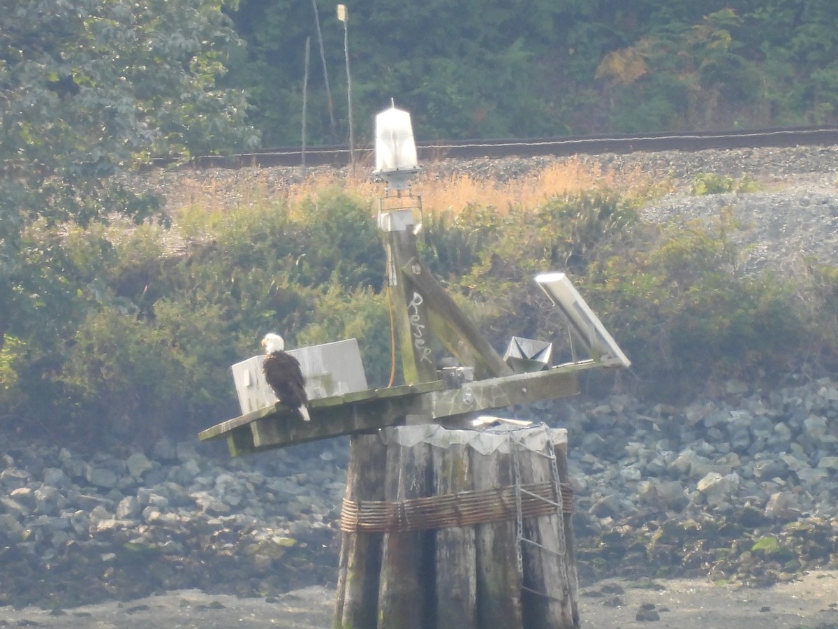 Bald Eagle - Mark Stevens